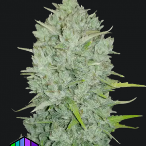 Northern Lights Auto.png